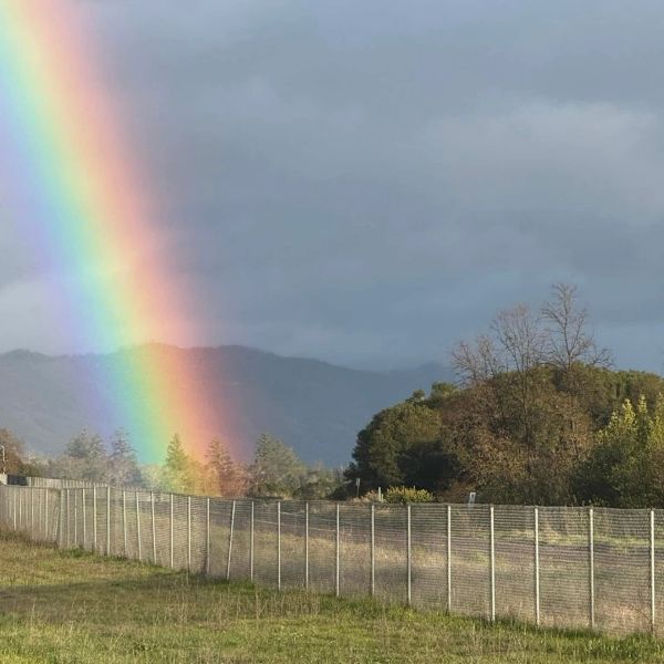 A vibrant rainbow over a grassy field with a metal fence.