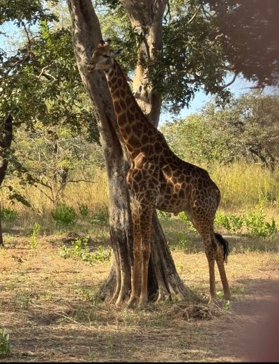 Giraffe standing near a tree in a savannah habitat.