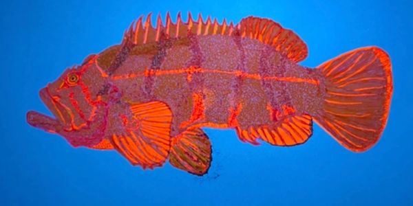 Tiger Rockfish
Medium: UV Reactive ink