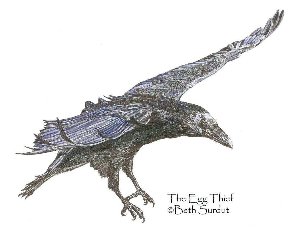 raven in flight drawing by Beth Surdut