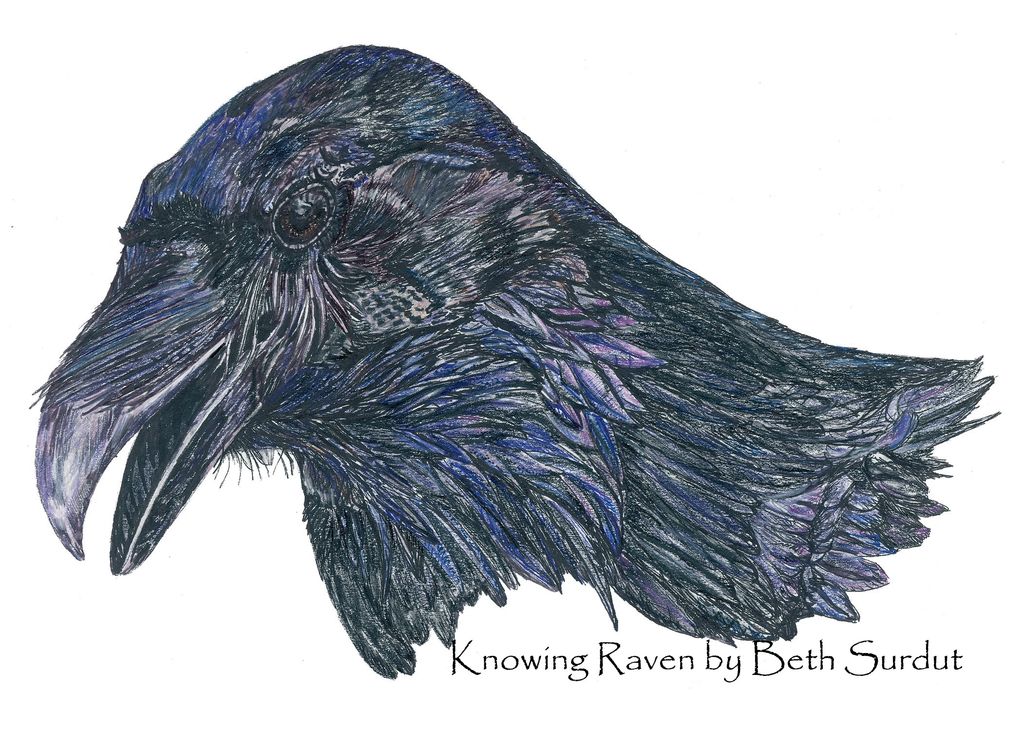 raven drawing by Beth Surdut
