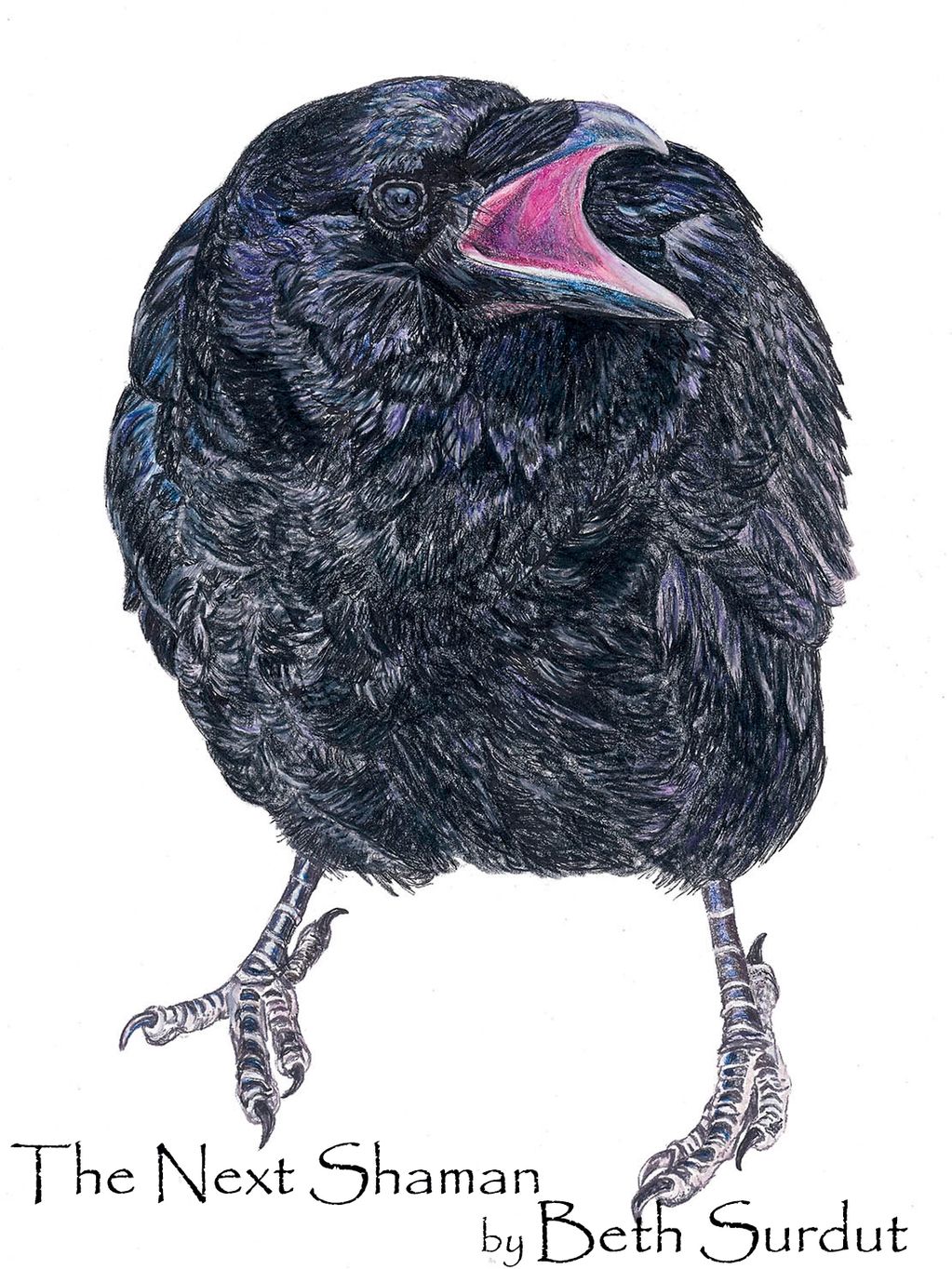 Young raven with pink mouth idemtifyig the bird as a baby. drawing by Beth Surdut