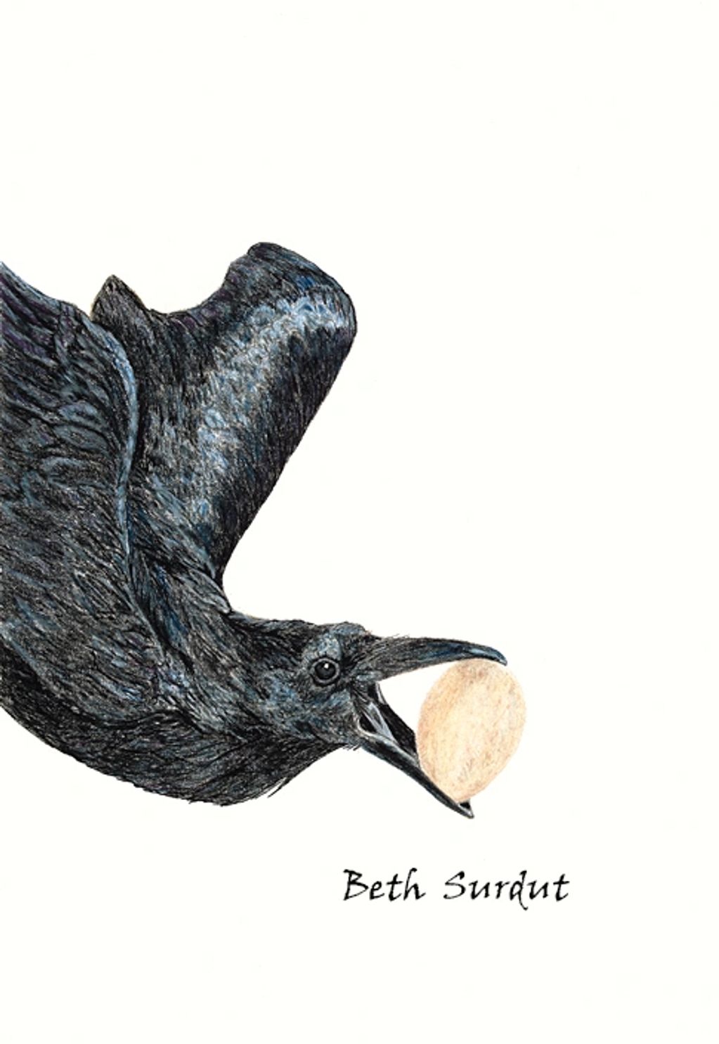 Raven holding an egg in its beak drawing by Beth Surdut, Visuall Storyteller