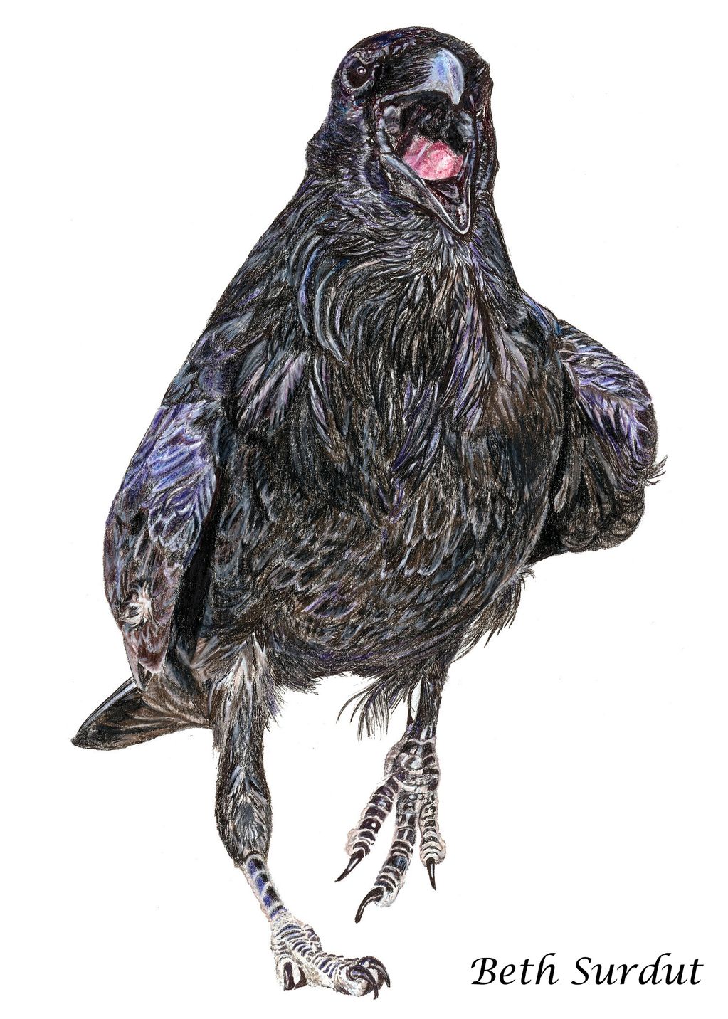Walking raven drawing by Beth Surdut