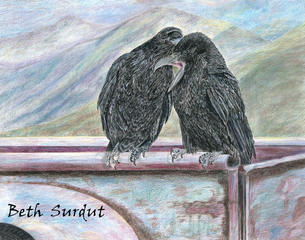 two ravens preening in the back of a picku truck drawing by Beth Surdut