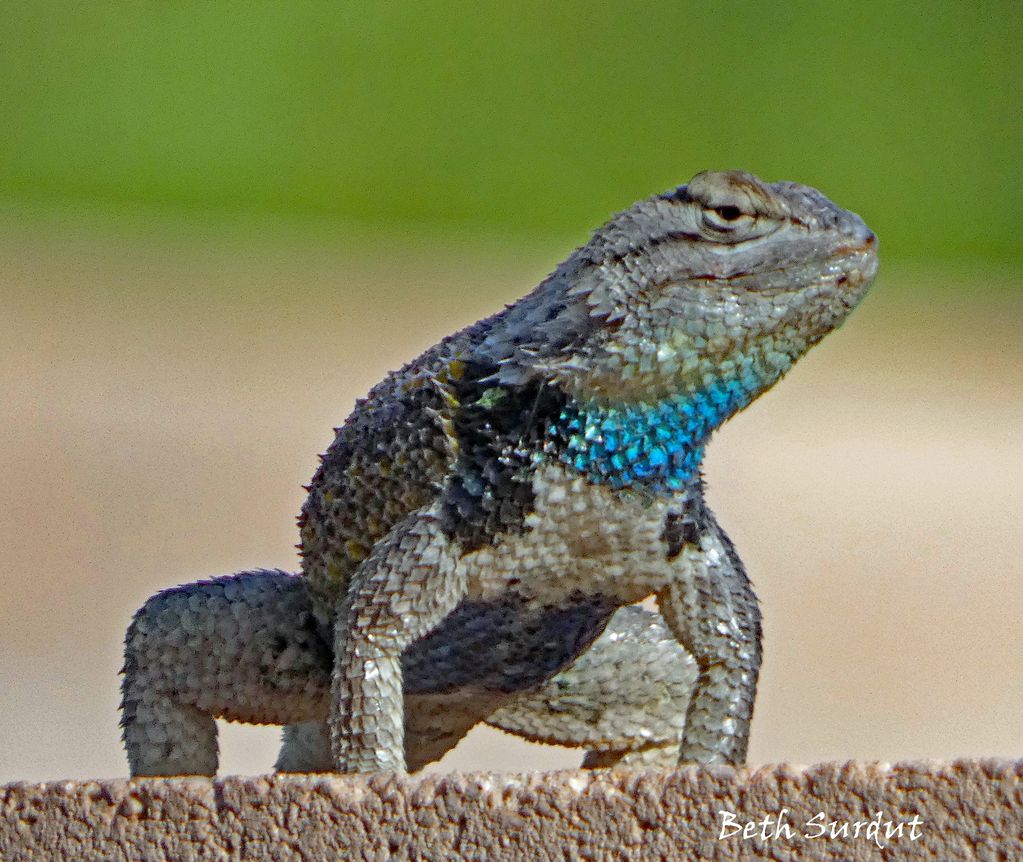 Hefty male Desert Spiny lizard with blue throat, Tucson, Arizona.  Before I draw an animal, I  colle
