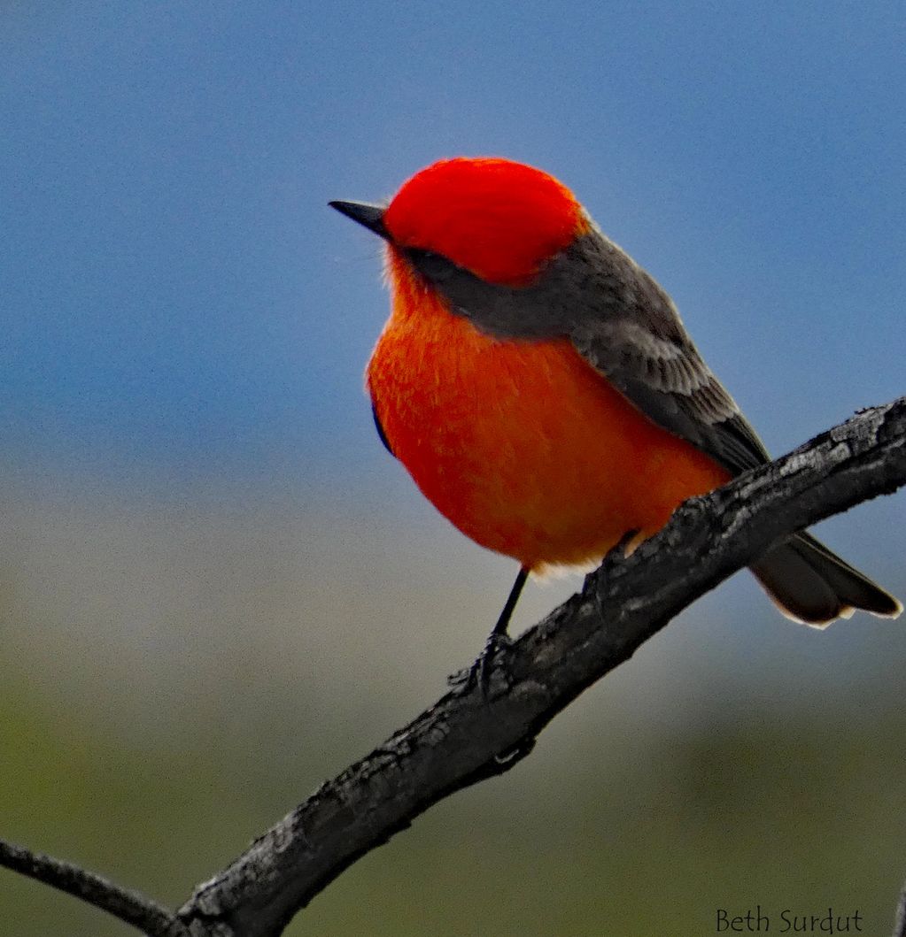 vermilion flycatcher in Tucson Arizona