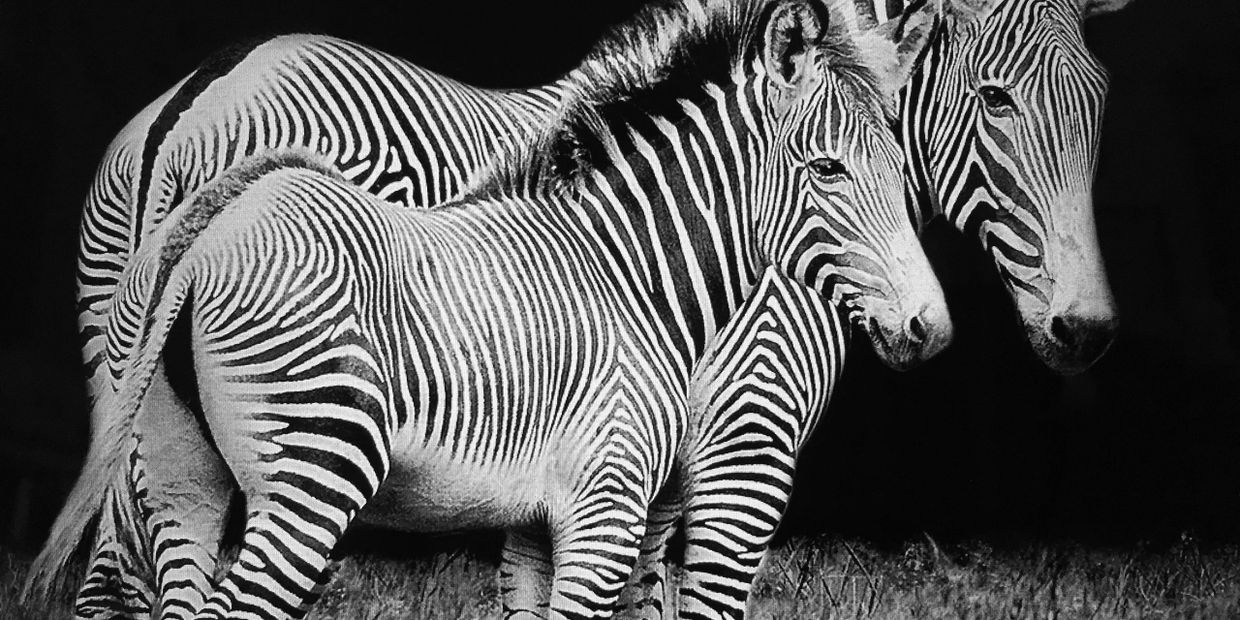 The Zebra is the mascot for those with Ehlers-Danlos Syndrome.  