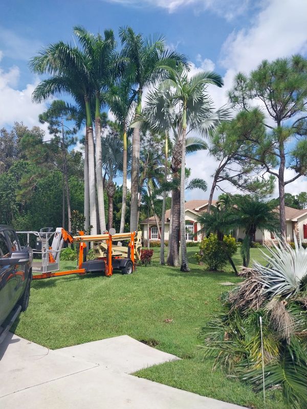 Palm trees in a residential yard with a lift truck on green grass.
