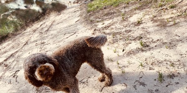 chocolate f1b Goldendoodle