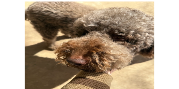 chocolate Goldendoodle