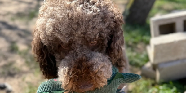 chocolate f1b Goldendoodle with plush toy in mouth
