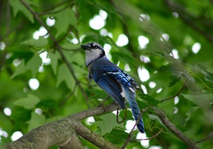 Blue Jay in profile within trees