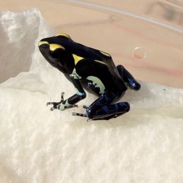 A colorful poison dart frog with blue and yellow markings on a white surface.