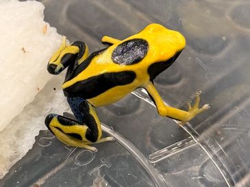 A vibrant yellow and black poison dart frog on a clear surface.