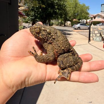 A large, bumpy toad resting on a person's hand outdoors.