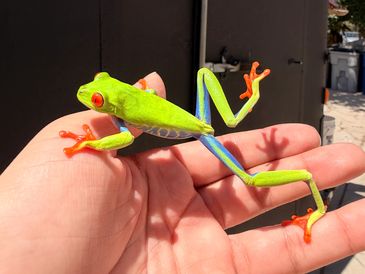 Bright green tree frog with red eyes on a person's hand.