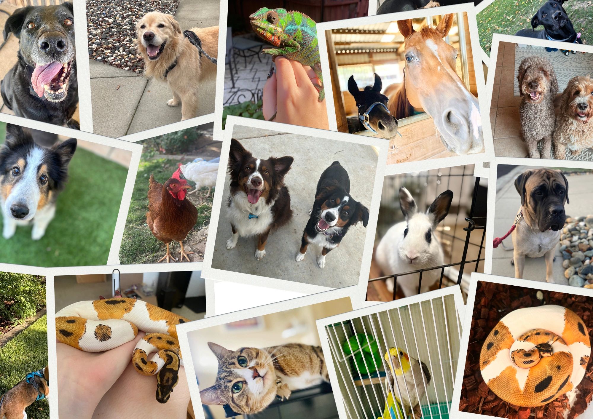 Collage of various animals including dogs, cats, birds, snakes, and farm animals.