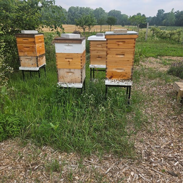 Our honeybees are busy making the sweet, natural honey we all love.
