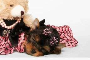 Amazing Paws Boutique is an online pet store providing clothes, pet food, pet supplements, and toys