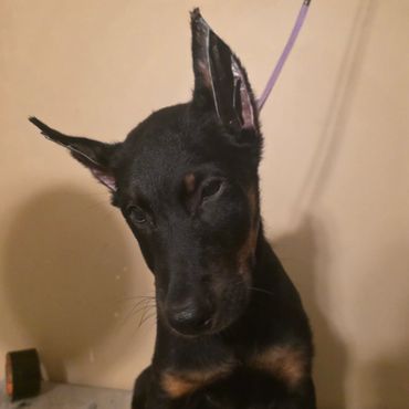 Glue on ear and press and hold for 30 seconds