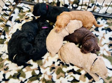 Goldern Blonde Australian Cobberdog Dog, Brisbane, Ethical Breeder, Wellbeing and Therapy Dog