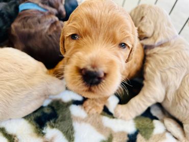 Goldern Blonde Australian Cobberdog puppies, Brisbane, Ethical Breeder, Wellbeing and Therapy Dog