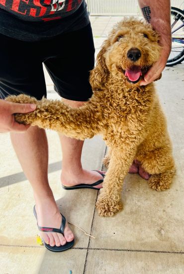 Goldern Blonde Australian Cobberdog Dog, Brisbane, Ethical Breeder, Wellbeing and Therapy Dog