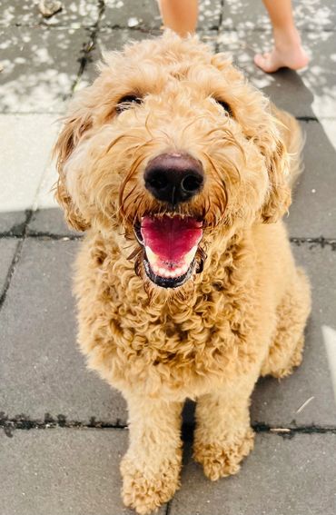 Golden Blonde Australian Cobberdog dogs, Brisbane, Ethical Breeder, Wellbeing and Therapy Dog