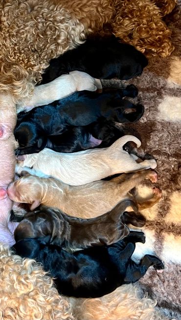 Golden Blonde Australian Cobberdog puppies, Brisbane, Ethical Breeder, Wellbeing and Therapy Dog