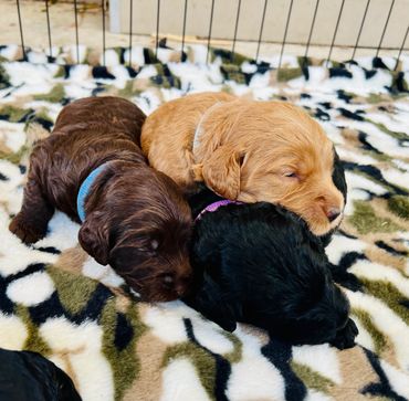 Goldern Blonde Australian Cobberdog puppies, Brisbane, Ethical Breeder, Wellbeing and Therapy Dog