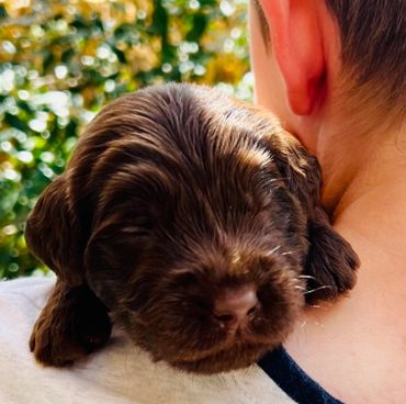 Chocolate Australian Cobberdog puppies, Brisbane, Ethical Breeder, Wellbeing and Therapy Dog