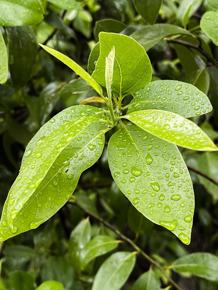 The namesake Bay Tree