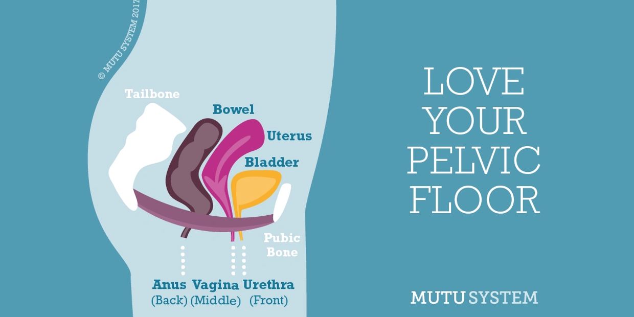 Anatomical diagram of pelvic floor