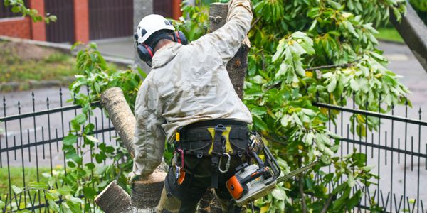 Tree removal, tree trimming