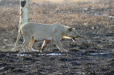 Young male lion stalking an nyala