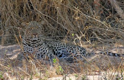 Leopards blend in so well making it difficult to spot them
