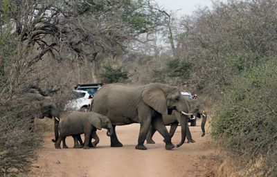 Road Block - African style