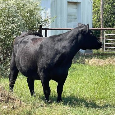 Fancy is our first cow pursed from Ryon Cox. This female is out of the Pan American Champion Angus F