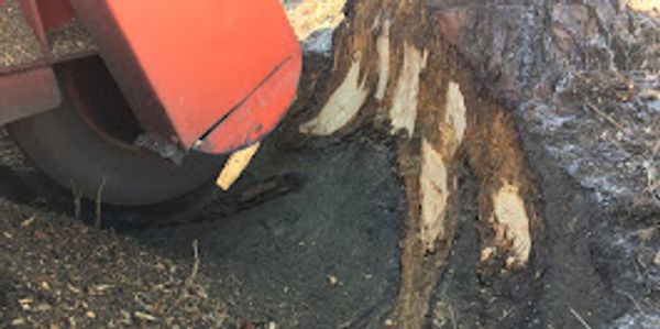 Grinding stumps in Chrystal River .