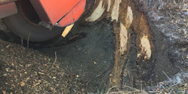 Grinding stumps in Chrystal River .