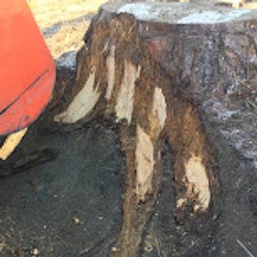 removal of a stump in Brooksville,fl
