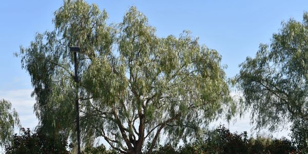A tree that will undergo tree service in Lodi, CA