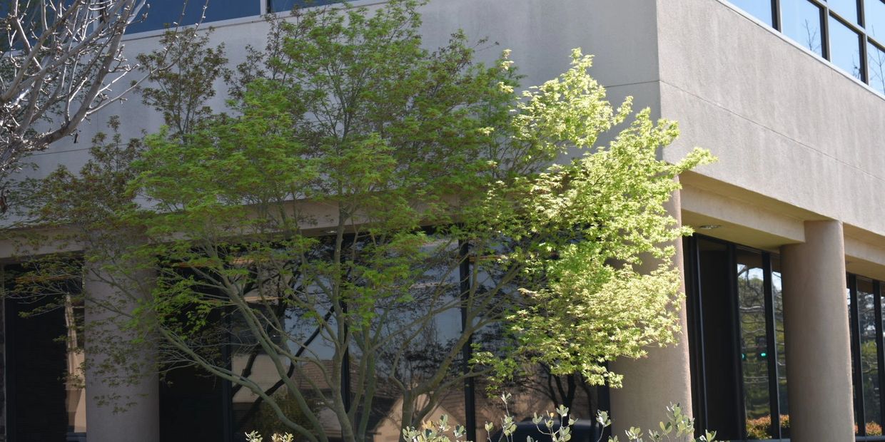 Arborist trimming maple