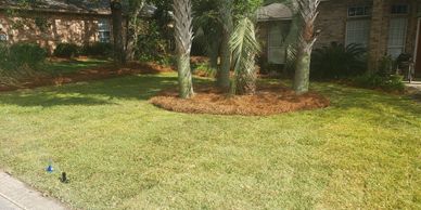 Professionally installed Saint Augustine sod installed with new pine straw.