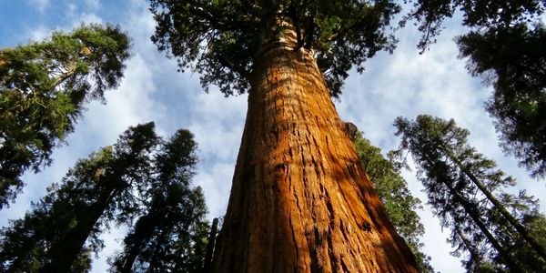 Majestic giant tree towering against the sky in a forest.