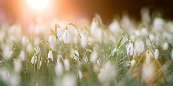 A field of snowdrop flowers glowing in warm sunlight.