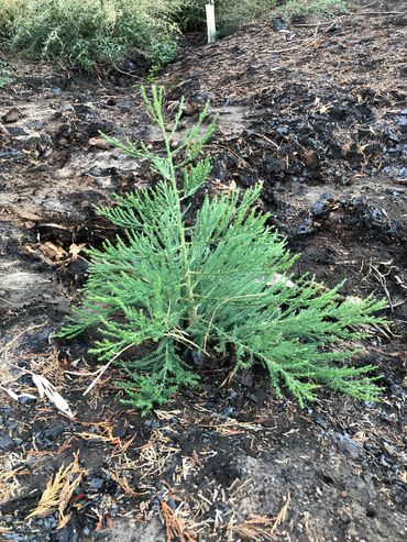 A healthy baby sequoia tree is growing up from the ashes.
