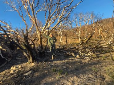A man leans again the branches of dead, burned Manzanita trees.