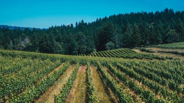 Vineyard rows with dense forest backdrop under a clear blue sky.